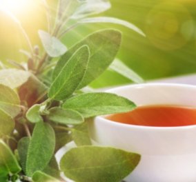 Φασκόμηλο: Το «Ελληνικό τσάι» με τα πλούσια οφέλη στην σωστή δόση, σαν κάνναβις σε υπερβολική 