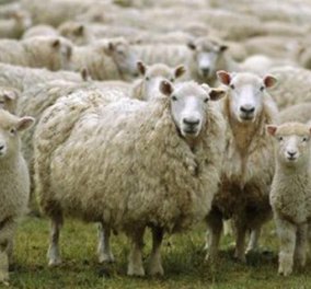 Απίστευτο: Ένα σχολείο στην Γαλλία έγραψε ως νέους μαθητές 15... πρόβατα για να μην κλείσει