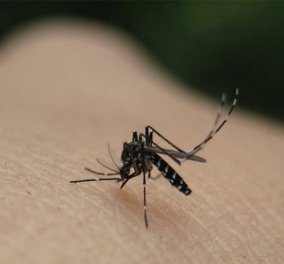 Έφτασε η εποχή των κουνουπιών - Πως θα προστατευθείτε από τον ιό του Δυτικού Νείλου - Κυρίως Φωτογραφία - Gallery - Video