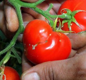 Κρήτη: Φονική πεταλούδα  "σκοτώνει" τις ντομάτες - Έγινε ο εφιάλτης των αγροτών (βίντεο)