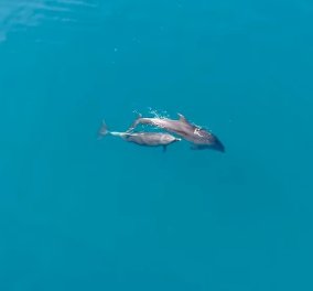 Βίντεο ημέρας: Μοναδικός χορός από κοπάδι δελφινιών στον Μαλιακό Κόλπο - Κυρίως Φωτογραφία - Gallery - Video