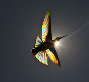 Μοναδικό θέαμα της φύσης: Ο ήλιος «βάφει» ένα απίστευτο πτηνό στα χρώματα του ουράνιου τόξου (φωτό)