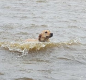 Good news η στιγμή της διάσωσης ενός σκύλου από τα μανιασμένα κύματα στην Κρήτη (φωτό & βίντεο) - Κυρίως Φωτογραφία - Gallery - Video