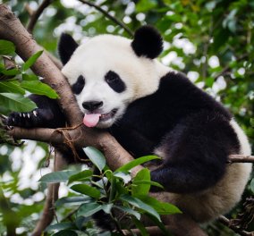 Γεννήθηκαν τα δίδυμα και πιο παχουλά Panda του πλανήτη! (φωτό) - Κυρίως Φωτογραφία - Gallery - Video