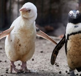 Δύο κλέφτες πιγκουίνοι διέρρηξαν εστιατόριο sushi – Eίναι γνωστοί ως πιγκουίνοι νεράιδες (φωτό) - Κυρίως Φωτογραφία - Gallery - Video