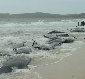 Μυστήριο & θλίψη στην Ισλανδία: 50 φάλαινες - πιλότοι ξεβράστηκαν στις ακτές  - Κυρίως Φωτογραφία - Gallery - Video