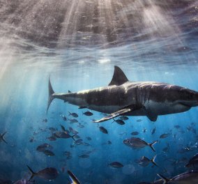 Ο τρόμος επέστρεψε στην Μασαχουσέτη - Περισσότεροι από 300 λευκοί καρχαρίες στις παραλίες (φωτό) - Κυρίως Φωτογραφία - Gallery - Video