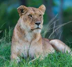 Λέαινα σκότωσε και καταβρόχθισε τα 2 νεογέννητα λιονταράκια της – Μετά βρήκε τον πατέρα των παιδιών της (φωτό) - Κυρίως Φωτογραφία - Gallery - Video