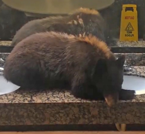 Βίντεο: Απίστευτη αρκουδίτσα εισέβαλε σε μπάνιο ξενοδοχείου και πήρε έναν υπνάκο...