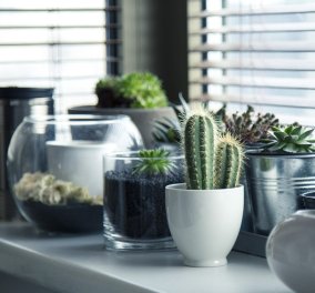 Φυτά εσωτερικού χώρου: Δείτε ιδέες για να διακοσμήσετε το σπίτι σας με αυτά (φωτό)