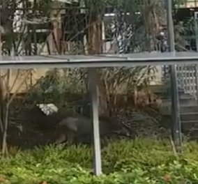 Βίντεο: Απίστευτο! Αγριογούρουνο κόβει βόλτες έξω από εμπορικό κέντρο στη Σιγκαπούρη