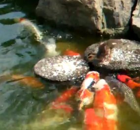 Το βίντεο της ημέρας: Παπάκι ταΐζει τα ψάρια της λίμνης! - Κυρίως Φωτογραφία - Gallery - Video