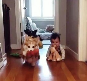 Όλα τα λεφτά μωρό μου....: Ο μπέμπης μπουσουλάει κρατώντας στο στόμα παιχνίδι - Τον ακολουθούν τα σκυλάκια (βίντεο)