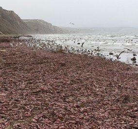 Δεν είναι αστείο: Ξαφνικά η παραλία γέμισε χιλιάδες ψάρια-πέη - Τα σκουλήκια πέφτουν βροχή (φώτο-βίντεο) - Κυρίως Φωτογραφία - Gallery - Video