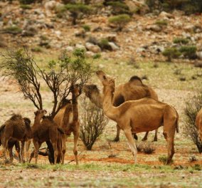 Αποκάλυψη τώρα! - Ένα δισεκατομμύριο  νεκρά ζώα στην Αυστραλία - Θανατώνουν τις καμήλες γιατί πίνουν πολύ νερό (φώτο-βίντεο) - Κυρίως Φωτογραφία - Gallery - Video
