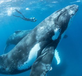 13 μοναδικές φωτογραφίες με φάλαινες να παίζουν με τους... ανθρώπους!   - Κυρίως Φωτογραφία - Gallery - Video