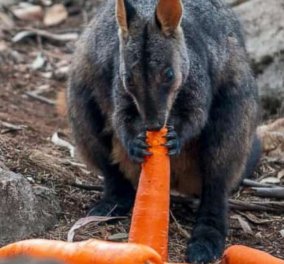 Αυστραλία: Ρίχνουν καρότα & πατάτες στα ζώα που λιμοκτονούν: Στο ναδίρ η δημοτικότητα του πρωθυπουργού - Κυρίως Φωτογραφία - Gallery - Video
