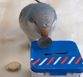 Βίντεο - Τα πιο έξυπνα πουλιά που έχετε δει: Παίζουν επιτραπέζια, ρίχνουν λεφτά στον κουμπαρά, σκουπίδια στον τενεκέ - IQ 170!