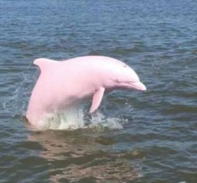 Η ιστορία του πανέμορφου, υπό εξαφάνιση, ροζ δελφινιού, της Pinky: Διάσημη & στα social media, πλέον έχει και ένα - εξίσου ροζ - μωρό (φωτό- βίντεο) - Κυρίως Φωτογραφία - Gallery - Video