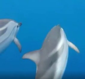 Το βίντεο της ημέρας έρχεται από την Ζάκυνθο: 50 δελφίνια παίζουν & κολυμπούν στα καταγάλανα νερά (Βίντεο)  - Κυρίως Φωτογραφία - Gallery - Video