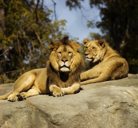 Πανικός στον ζωολογικό κήπο της Αυστραλίας όταν 2 λιοντάρια επιτέθηκαν στην 35χρονη φροντίστριά τους & την άφησαν αναίσθητη (βίντεο) - Κυρίως Φωτογραφία - Gallery - Video