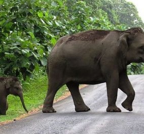 Η Νίκη Λυμπεράκη έχει απίστευτο χιούμορ:  «Η ελεφάντινα γεννάει σε 22 μέρες - Καλά είμαστε...»  - Κυρίως Φωτογραφία - Gallery - Video