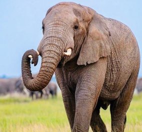 Ινδία: Οργή & συγκίνηση για τον θάνατο της ελεφαντίνας που έφαγε ανανά με κροτίδα - Συνέλαβαν τον Π. Γουίλσον