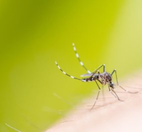 Σπύρος Σούλης: Εύκολοι & φυσικοί τρόποι για να μην σας πλησιάζουν τα κουνούπια! - Κυρίως Φωτογραφία - Gallery - Video
