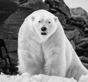 Story of the day: Πολική αρκούδα κατασπάραξε 38χρονο που έκανε camping στη Νορβηγία   - Κυρίως Φωτογραφία - Gallery - Video