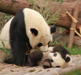 Βίντεο: Ένα Panda γεννήθηκε live  -  H μαμά του το αγκαλιάζει  & το διαδίκτυο παθαίνει λαλα
