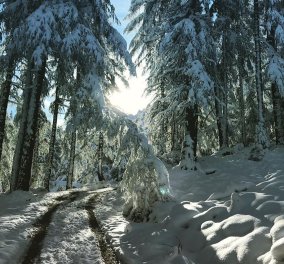 Και ξαφνικά χειμώνιασε σε Ελβετία, Αυστρία, Γερμανία - Δείτε φωτό & βίντεο με 50 εκατοστά χιόνι  - Κυρίως Φωτογραφία - Gallery - Video