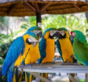 5 παπαγάλοι ‘’σκυλόβριζαν’’ μέσα στον ζωολογικό κήπο – Τελικά τους χώρισαν για να μην συνεχιστούν οι βωμολοχίες (φωτό) - Κυρίως Φωτογραφία - Gallery - Video