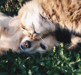 Κορωνοϊός - κατοικίδια: Οι γάτες μεταδίδουν τον ιό μεταξύ τους, οι σκύλοι όχι - Κυρίως Φωτογραφία - Gallery - Video