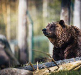 Δραματικές ώρες σε τσίρκο της Ρωσίας – Αρκούδα κατασπάραξε τον εργαζόμενο που μπήκε στο κλουβί της