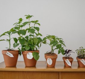 Σπύρος Σούλης: Αυτό είναι το ιδανικότερο φυτό για να διακοσμήσετε το εσωτερικό του σπιτιού σας