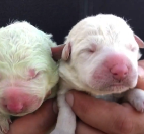 Σκυλάκι με πράσινο τρίχωμα γεννήθηκε στην Σαρδηνία - Τα υπόλοιπα 7 αδέρφια του είναι κατάλευκα (βίντεο)