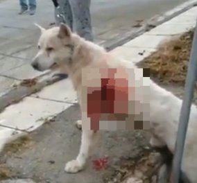 Σοκ στη Νίκαια: Καθηγητής μαχαίρωσε σκύλο με σουγιά – Κεραμέως:  Τέτοιες πράξεις δεν έχουν θέση στην ελληνική κοινωνία - Κυρίως Φωτογραφία - Gallery - Video