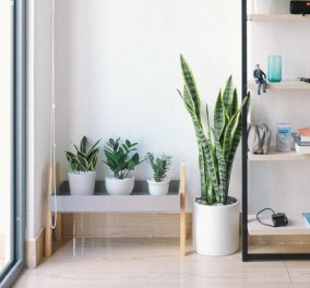 Σπύρος Σούλης: Αυτά είναι τα 3 Chic Φυτά που θα βρείτε σε όλα τα μοντέρνα σπίτια!