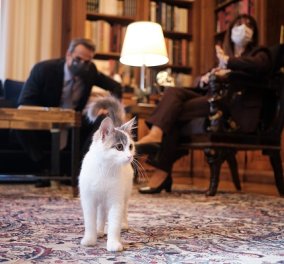Καλυψώ: Η γάτα της Προέδρου της Δημοκρατίας, Κατερίνας Σακελλαροπούλου "έκλεψε την καρδιά" του Πρωθυπουργού (φωτό) - Κυρίως Φωτογραφία - Gallery - Video