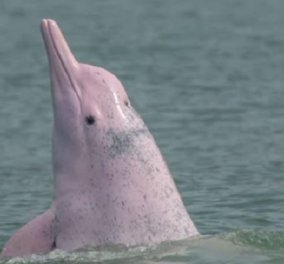 Ωραία εικόνα για το ξεκίνημα της χρονιάς: Τα ροζ δελφίνια στο Χονγκ Κονγκ σχίζουν ξανά τα νερά - Υπερθέαμα της φύσης (βίντεο) - Κυρίως Φωτογραφία - Gallery - Video