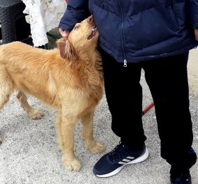 Γνωρίστε τον Άλεξ: Τον σκύλο που έσωσε την οικογένειά του από τα 6,3 Ρίχτερ - Κατάλαβε τον σεισμό ελάχιστα λεπτά πριν (φωτό & βίντεο) - Κυρίως Φωτογραφία - Gallery - Video
