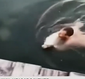 Η καλή πράξη της ημέρας: Νεαρός βούτηξε στον Θερμαϊκό για να σώσει ένα τυφλό σκυλάκι (βίντεο) - Κυρίως Φωτογραφία - Gallery - Video