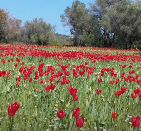 Λαλάδες Χίου: Τα παραμυθένια ''χαλιά'' που Απριλίου με τις κατακόκκινες τουλίπες (φωτό - βίντεο) - Κυρίως Φωτογραφία - Gallery - Video