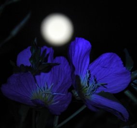 Άση Μπήλιου: Πώς θα επηρεάσει η Πανσέληνος στις 26 Μαΐου τα 12 ζώδια; - Το φεγγάρι φέρνει αλλαγές & ανατροπές - Κυρίως Φωτογραφία - Gallery - Video