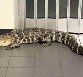 Αμερικανός μπαίνει στο ταχυδρομείο να στείλει δέμα - Ένας αλιγάτορας 2 μέτρων τον περιμένει στον προθάλαμο... (φωτό)  - Κυρίως Φωτογραφία - Gallery - Video