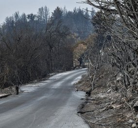 Πυρκαγιές: Συνεχίζουν να επιχειρούν οι πυροσβεστικές δυνάμεις σε Γορτυνία, Ηλεία και Ανατολική Μάνη - Υψηλός κίνδυνος σήμερα σε Αττική 