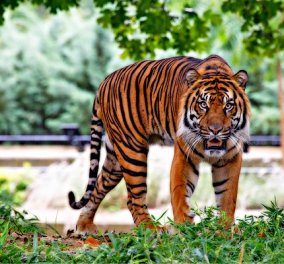 Θετικά στον κορωνοϊό 6 λιοντάρια & 3 τίγρεις του ζωολογικού κήπου της Ουάσιγκτον - ξεκινούν εμβολιασμούς στα ζώα (βίντεο)