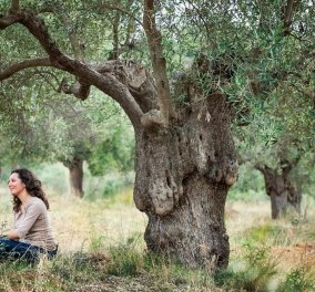 Χαλκιδική - Ψηφιακή υιοθεσία ελαιόδεντρου: Αγαπήστε και παρακολουθείστε από μακριά πώς μεγαλώνει το δέντρο σας (φωτό) - Κυρίως Φωτογραφία - Gallery - Video