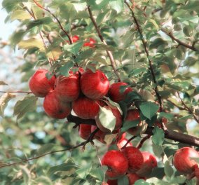 Είναι δηλητηριώδεις οι σπόροι στο μήλο; Αν φάτε από 18 μήλα είναι σαν να πάρετε μια θανατηφόρα δόση!  - Κυρίως Φωτογραφία - Gallery - Video