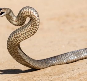 Βίντεο – θρίλερ: Δηλητηριώδες φίδι μπαίνει στον κήπο της βίλας, βουτάει στην πισίνα, βγαίνει & σκορπά τον τρόμο  - Κυρίως Φωτογραφία - Gallery - Video